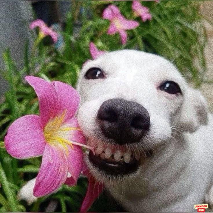 meme dễ thương siêu hài