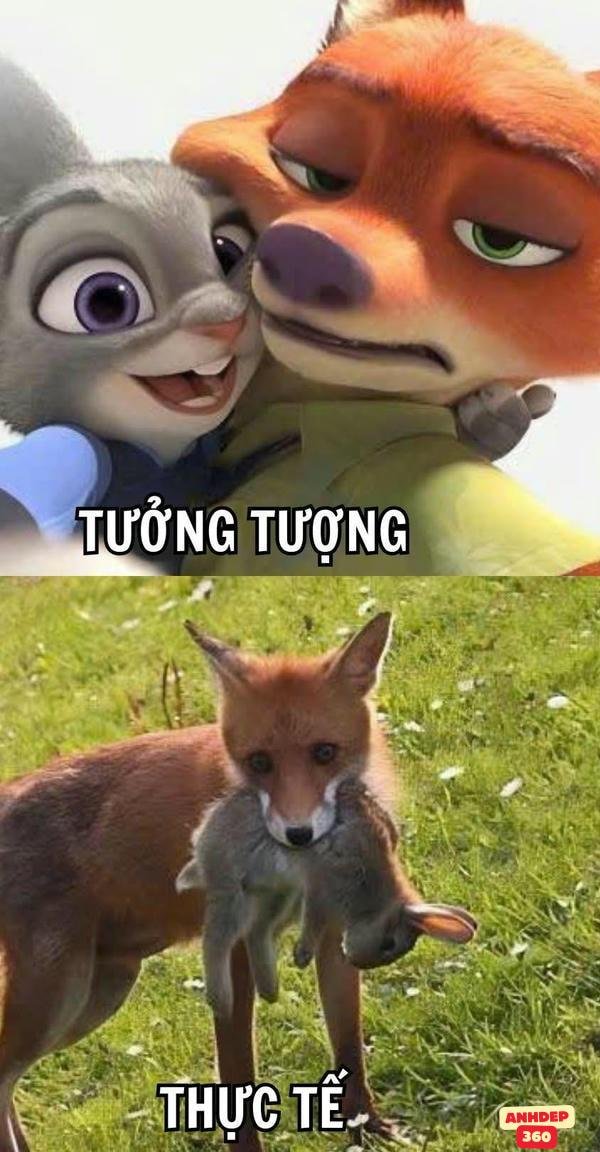 meme động vật ăn cỏ và ăn thịt