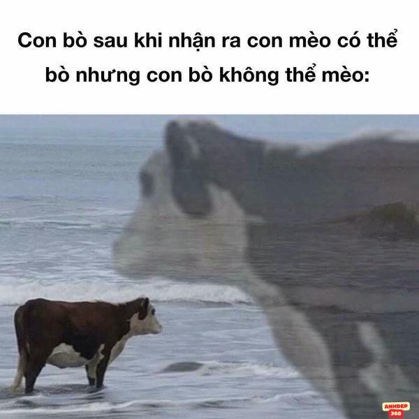meme động vật bò