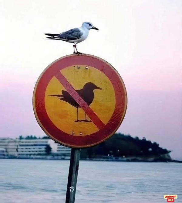 meme động vật chim