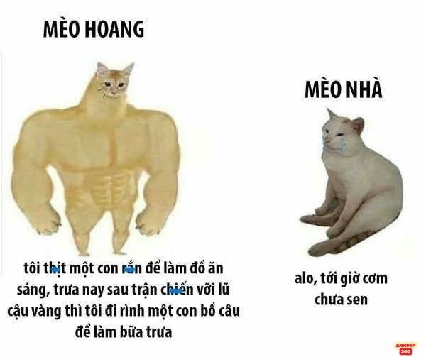 meme động vật chó cơ bắp