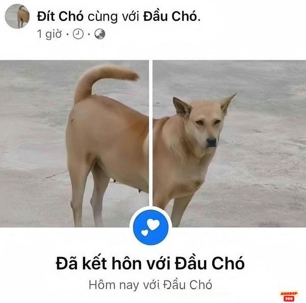 meme động vật chó hài