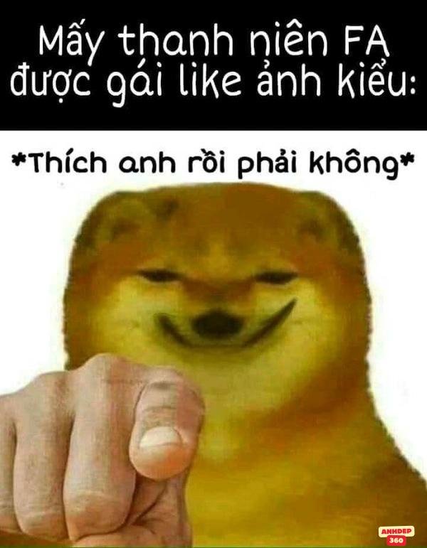 meme động vật hài hước