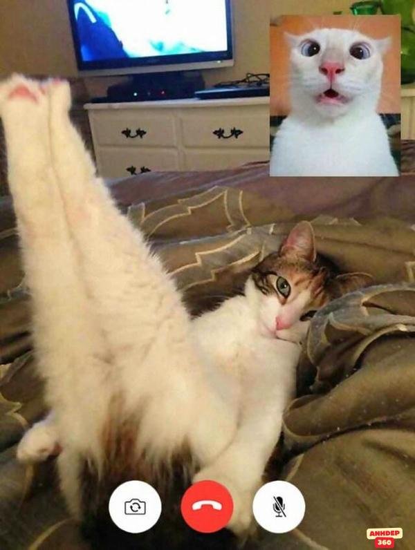 Tổng Hợp +1001 Ảnh meme động vật “vô tri” nhất 2026