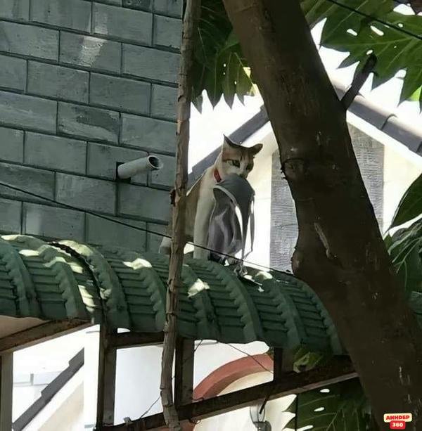 meme động vật hoang dã