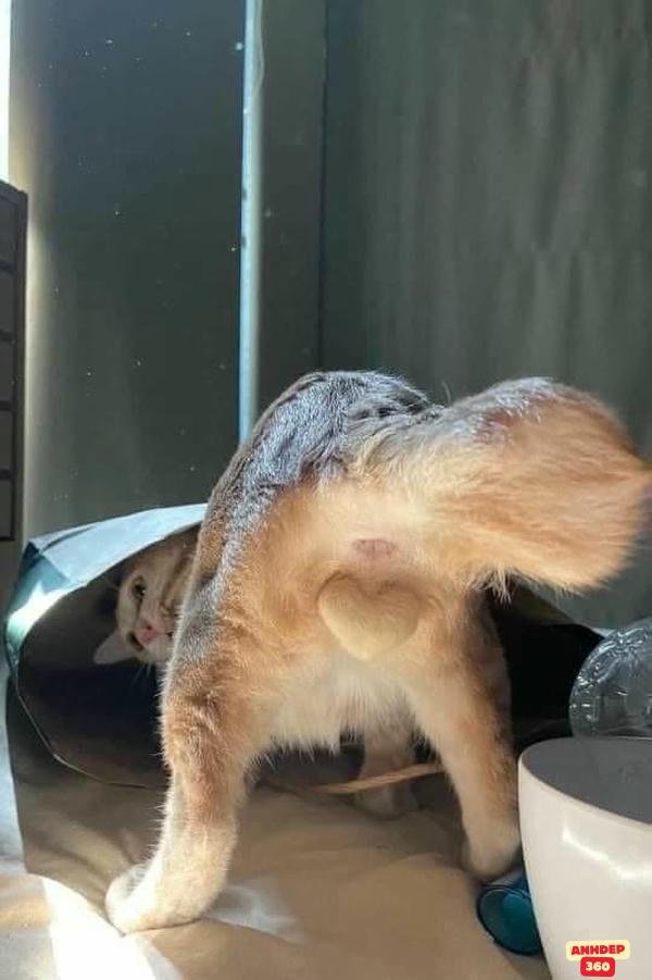 meme động vật khóc