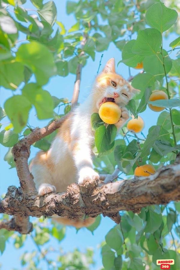 meme động vật meof