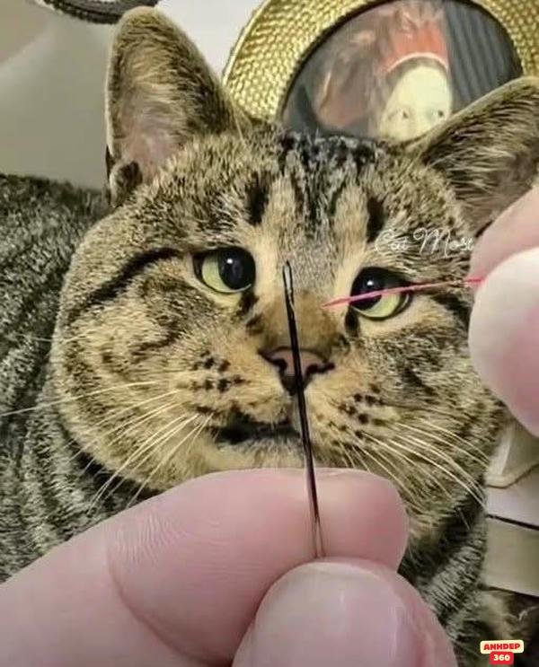 meme động vật team