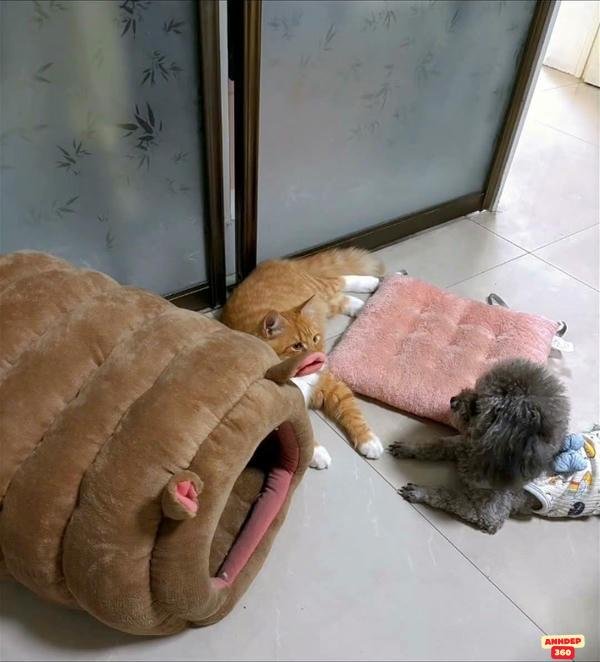 meme động vật troll