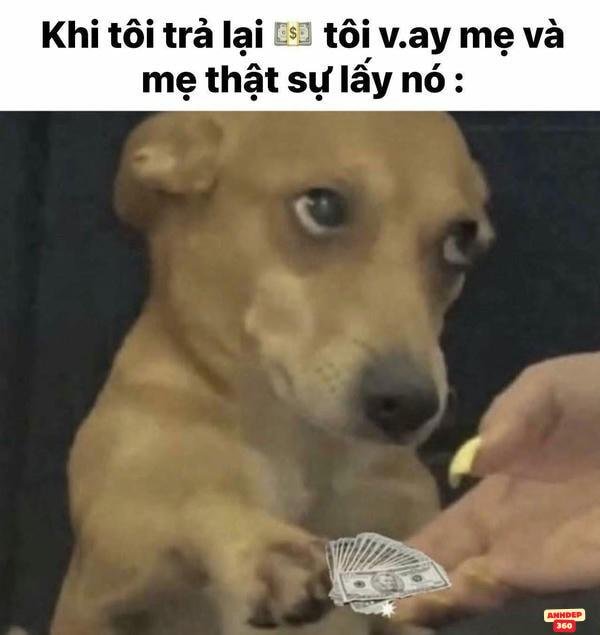 meme động vật trợn mắt