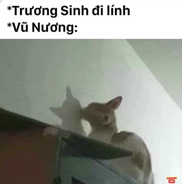 meme động vật