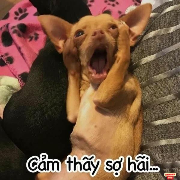 meme gương mặt lo lắng sợ quá