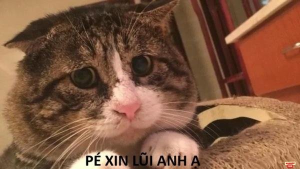 meme hài gương mặt sợ quá