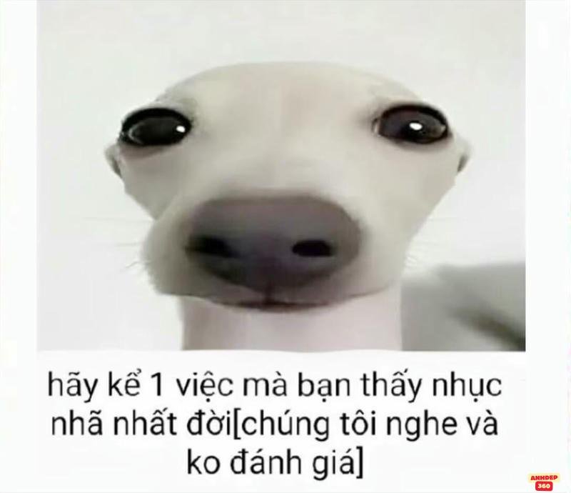 meme hay chất