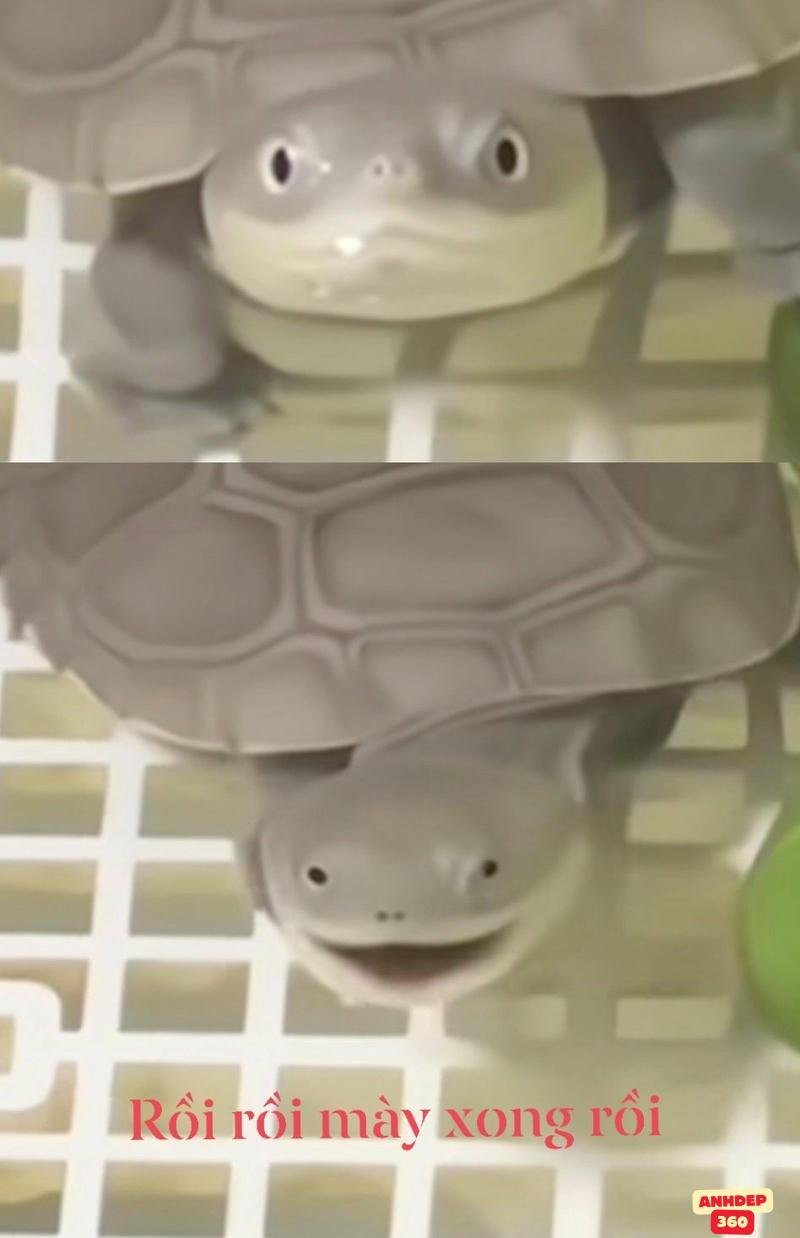 meme hay rùa