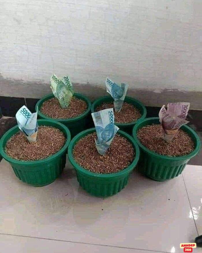 meme hết tiền bựa