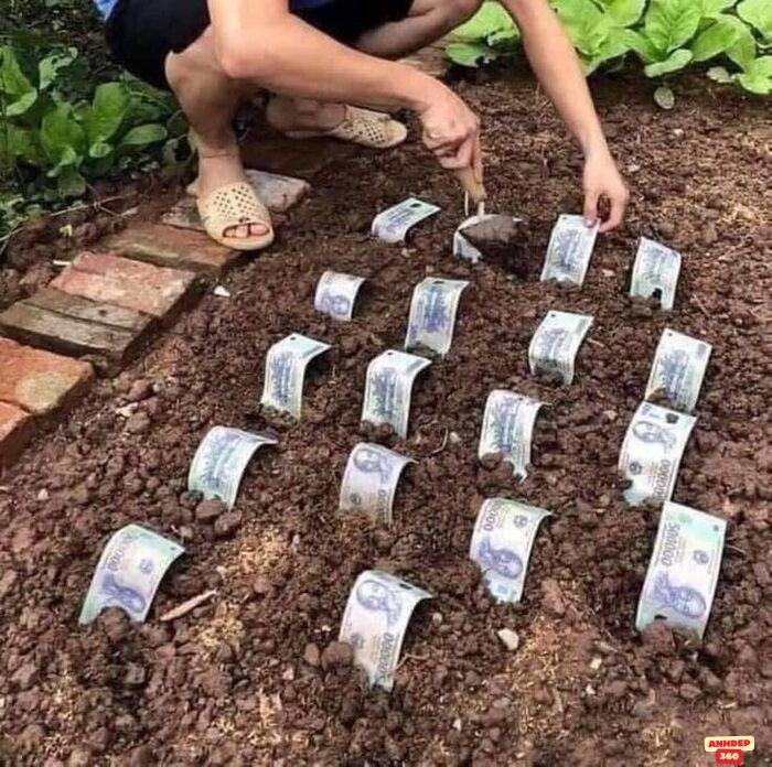 meme hết tiền haif