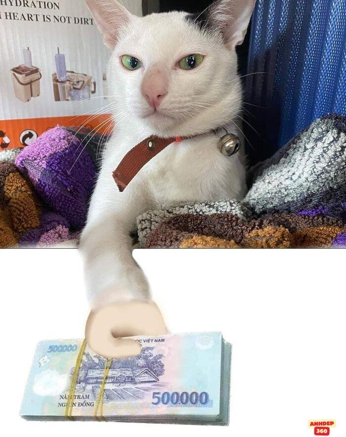 meme hết tiền mèo