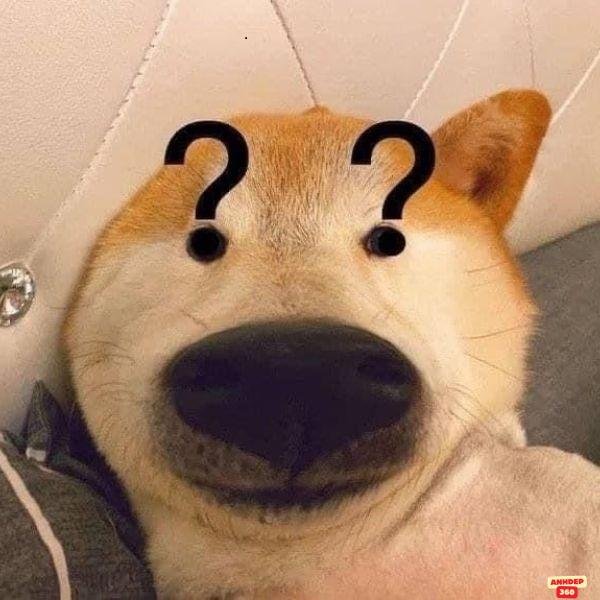 meme hỏi chấm chó
