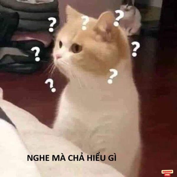 meme hỏi chấm mèo