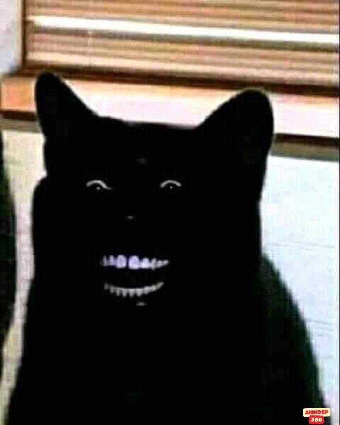 meme khinh bỉ chó bựa