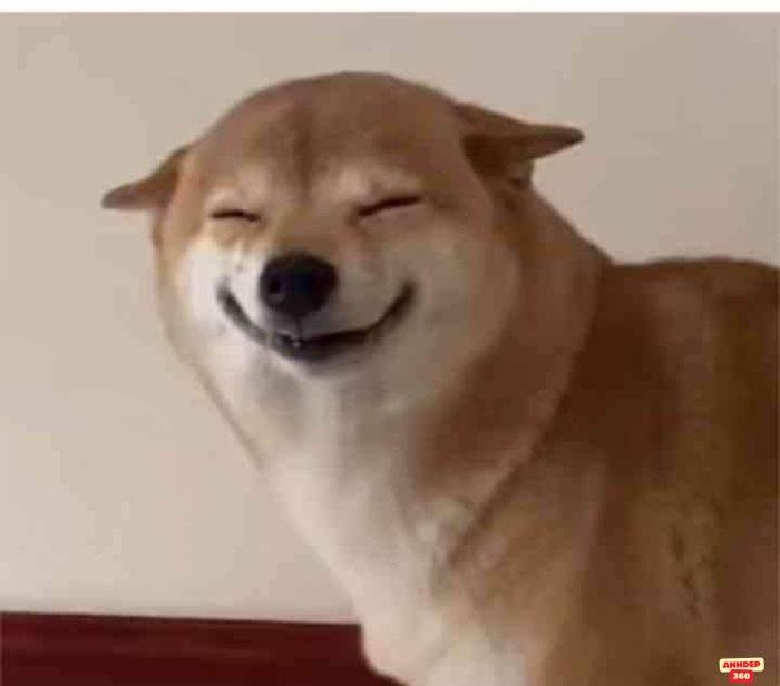 meme khinh bỉ cún