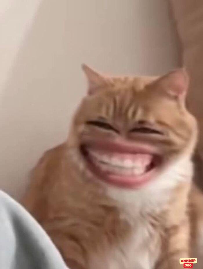 meme khinh bỉ hài