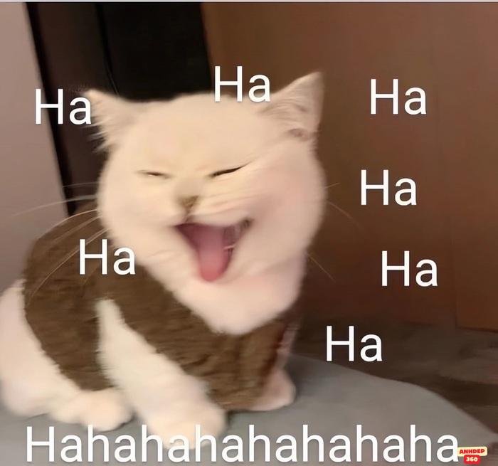 meme khinh bỉ mèo