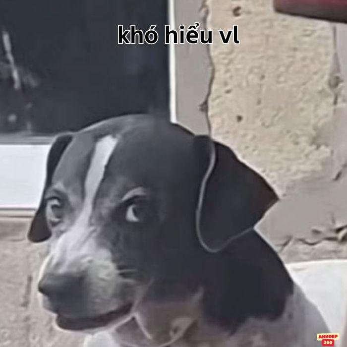 meme khó hiểu chó lườm