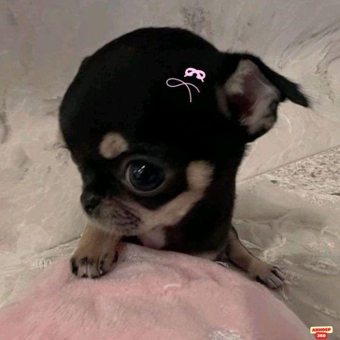 meme khó hiểu cún