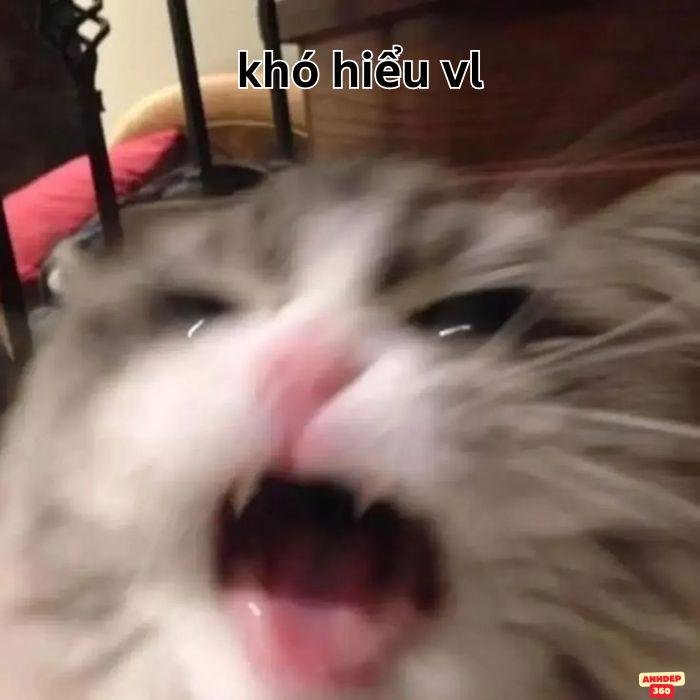 meme khó hiểu mèo xinh
