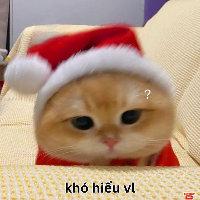 meme khó hiểu mèo