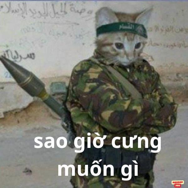 meme mèo cầm súng