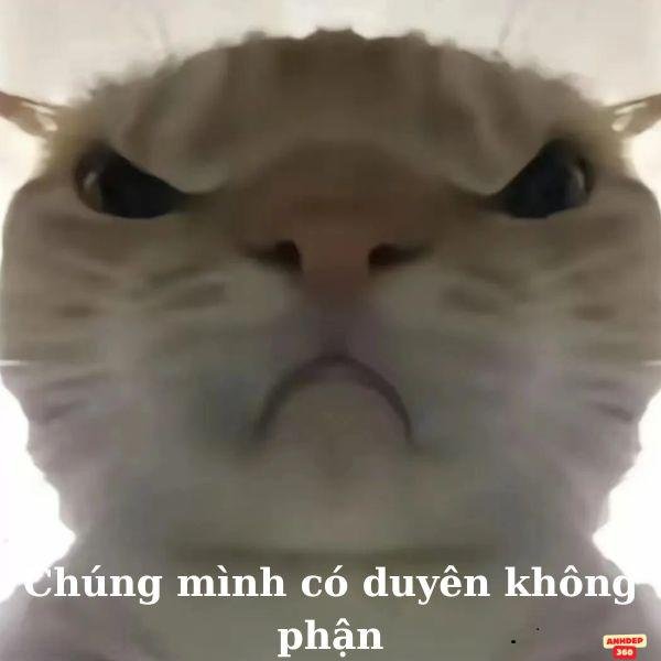 meme mèo dỗi tức