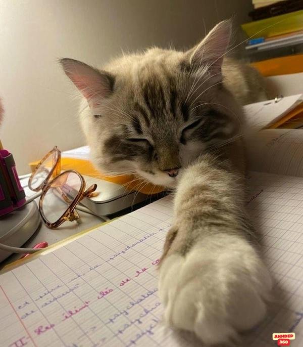 meme mệt mỏi buồn chán