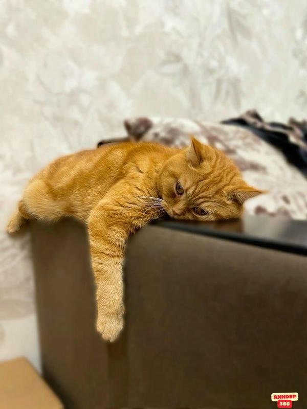 meme mệt mỏi meo chán