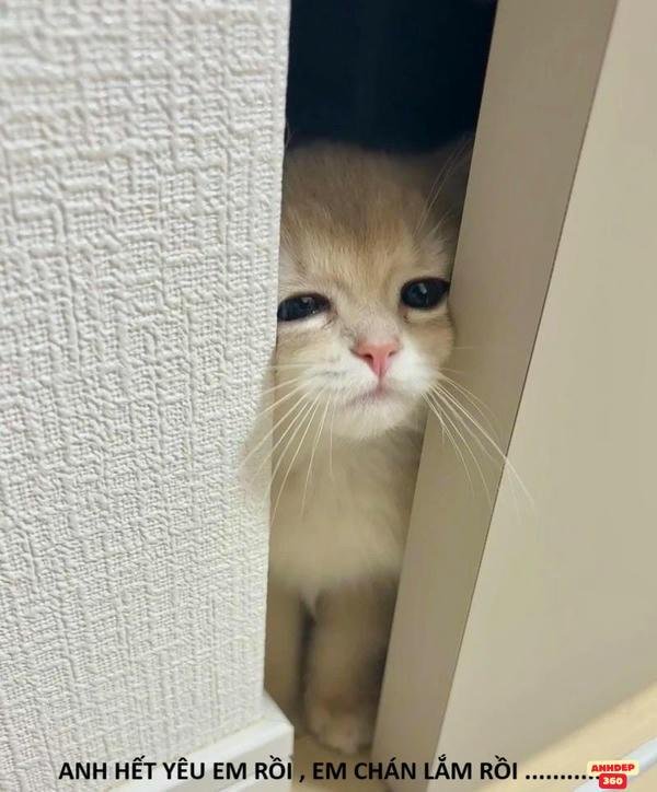 meme mệt mỏi meo