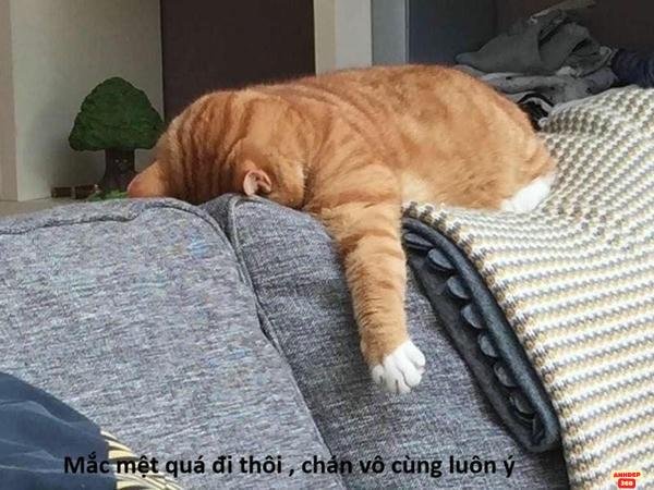 meme mệt mỏi ngang