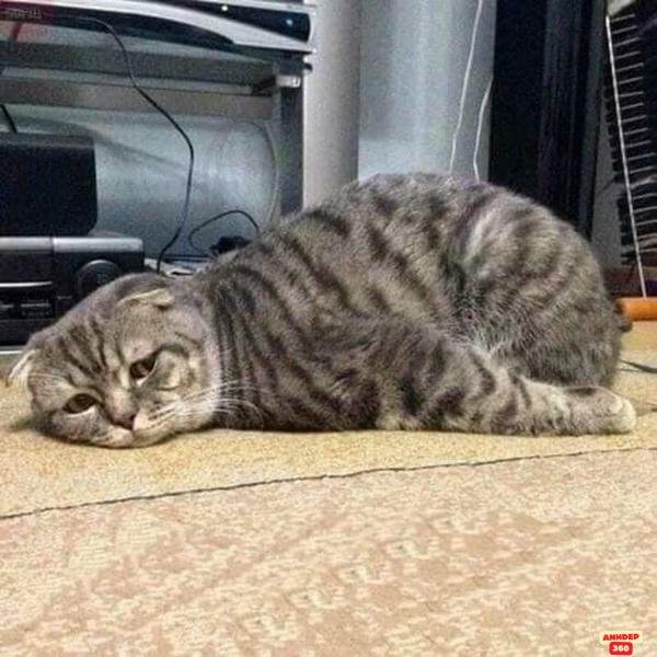 meme mệt mỏi xù trét