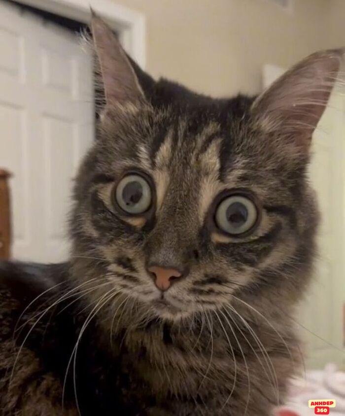 meme ngạc nhiên cute