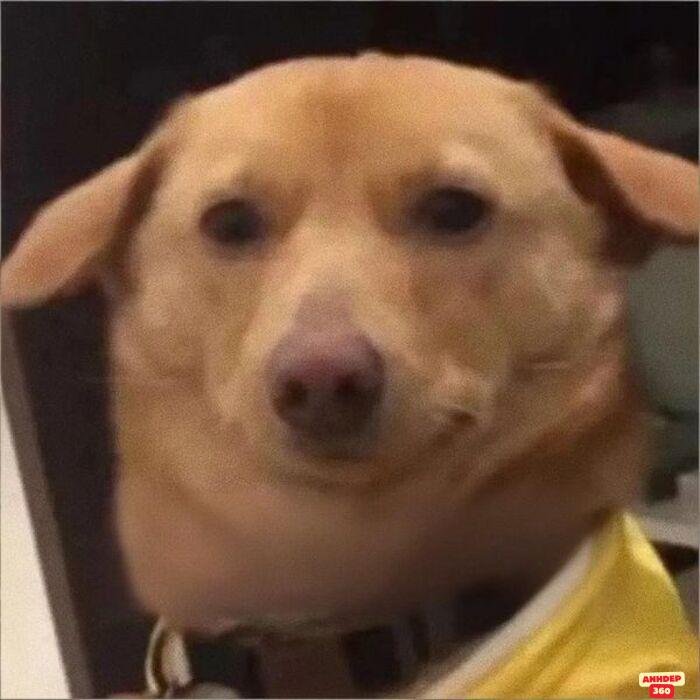 meme ngạc nhiên đáng yêu