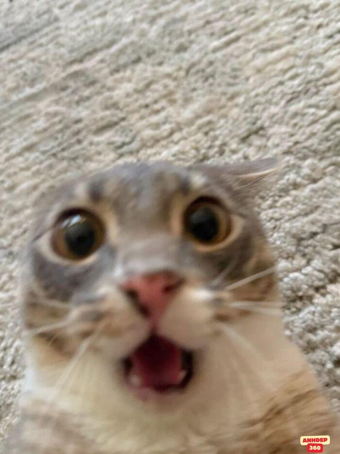 meme ngạc nhiên siêu cute