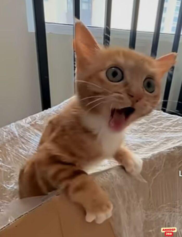 Tổng hợp 100+ ảnh meme ngạc nhiên cực lầy lội để “troll”