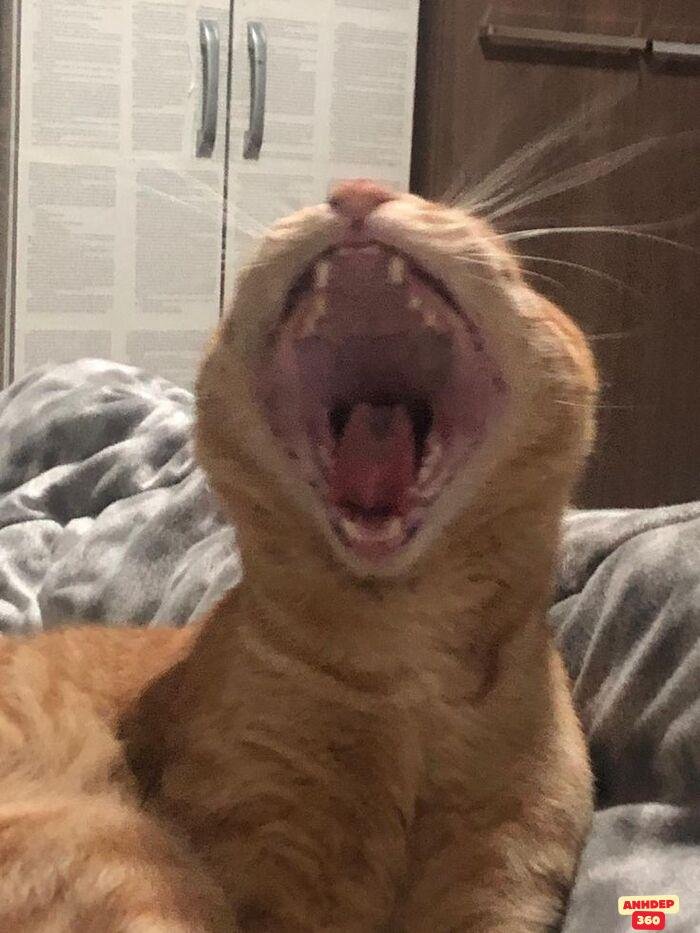 meme ngạc nhiên siêu hài