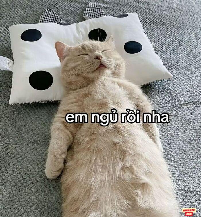 meme ngủ cực hài