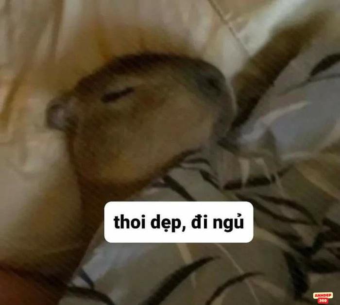 meme ngủ đáng yêu nhất