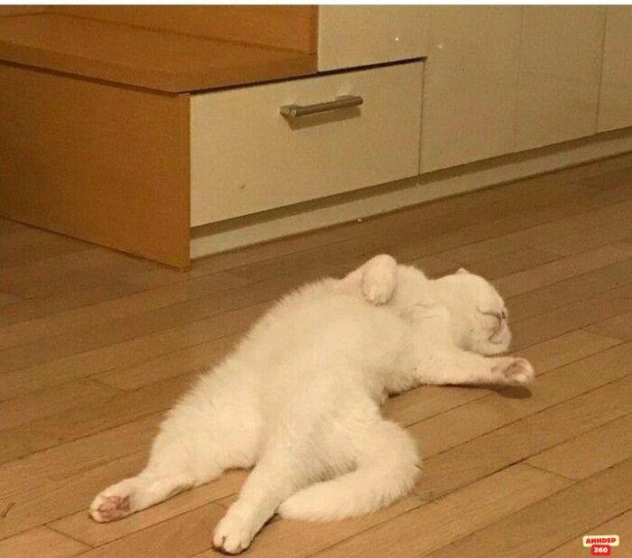 meme ngủ mèo nằm