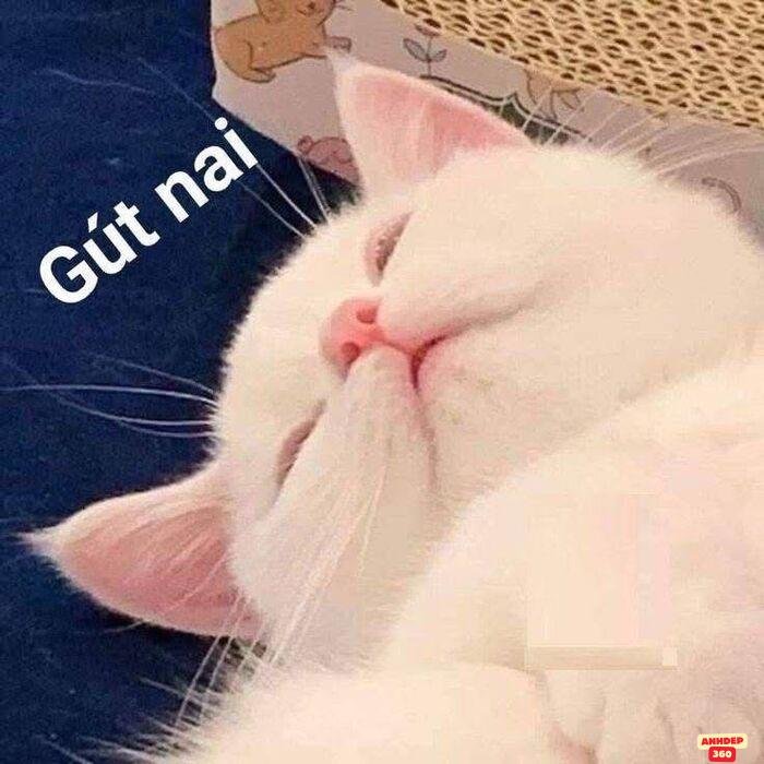 meme ngủ mèo