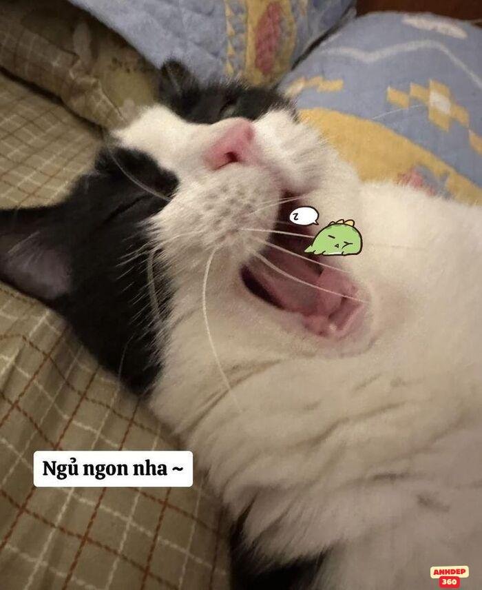 meme ngủ
