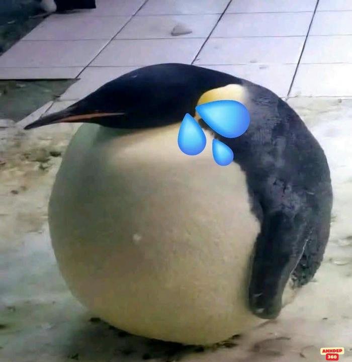 meme pictures 4k nét